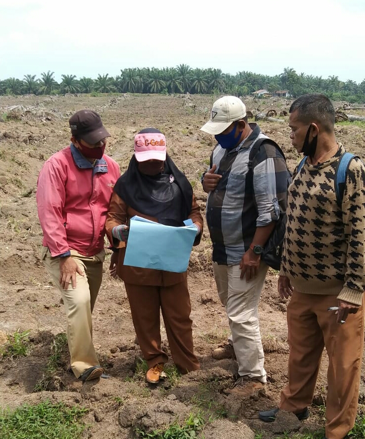 Dibantu Perusahaan Jalani PSR, Puluhan Petani Menanti Panen Perdana