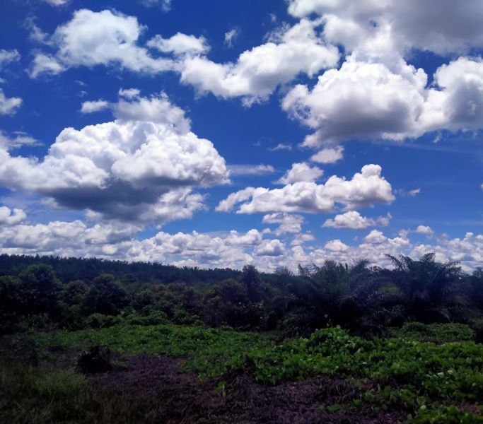 Desanya Berdekatan, Tapi Kok Harga Sawitnya Beda?