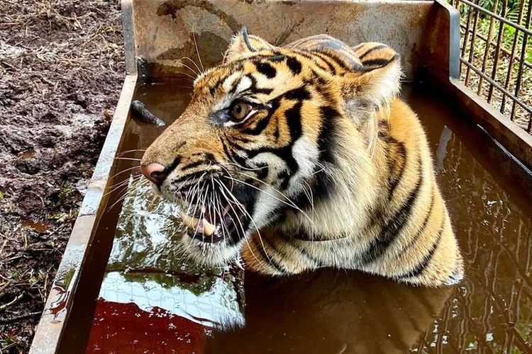 Pemburu Rusa Tewas Diterkam Harimau di Riau