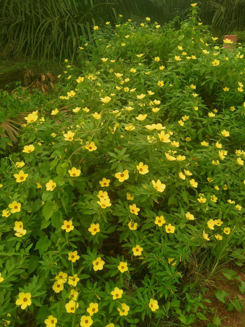 Bunga Pukul Delapan si Penjaga Sawit Dari Hama