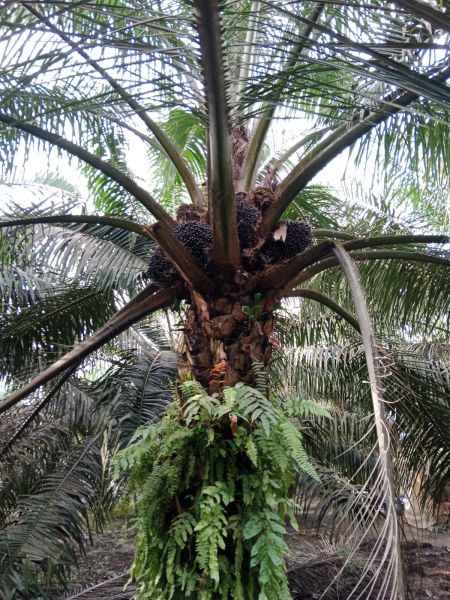 Cara Yanto Rawat Sawit Pakai Pupuk Organik, Kini Kebunnya Makin Luas