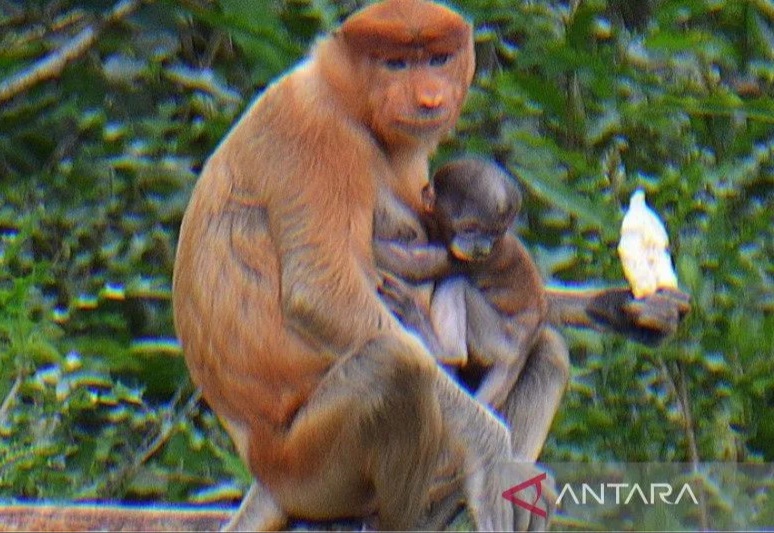 Seekor Bayi Bekantan Lahir di Luar Kawasan Konservasi
