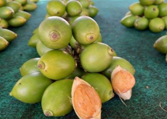 Banyak Negara Lain Pesan Pinang dari Indonesia