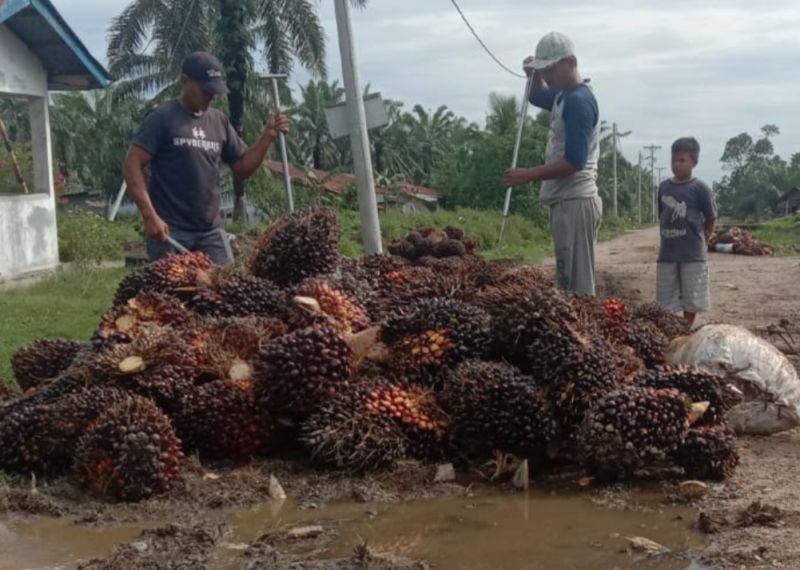 Harga Sawit di Bangka Belitung Naik Jadi Rp3.617 per Kilogram