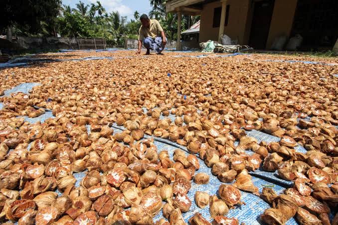 Harga Kelapa Butiran di Riau Naik, Lur! Tapi Pinang Kering Anjlok Loo...