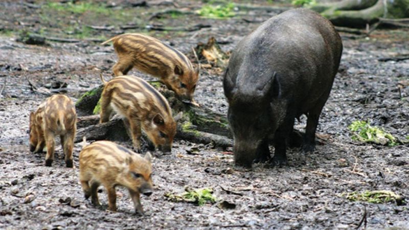 Begini Cara Membasmi Babi Hutan di Kebun Sawit