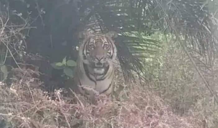 Harimau Mengintip di Pohon Sawit, Warga Mandau Ketakutan