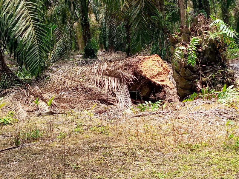 Ganoderma Bikin Petani Inhil Pusing