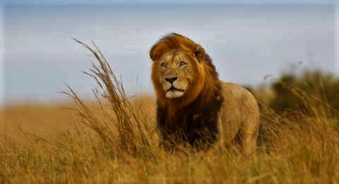 Singa, Ular Berpuasa