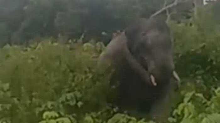 BBKSDA Riau Kirim Tim Tangani Gajah yang Rusak Kebun Sawit Warga