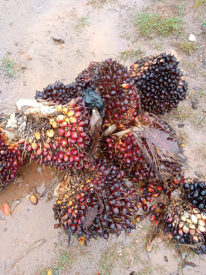 Enaknya Jadi Ani, Tiap Panen Dapat Cuan!