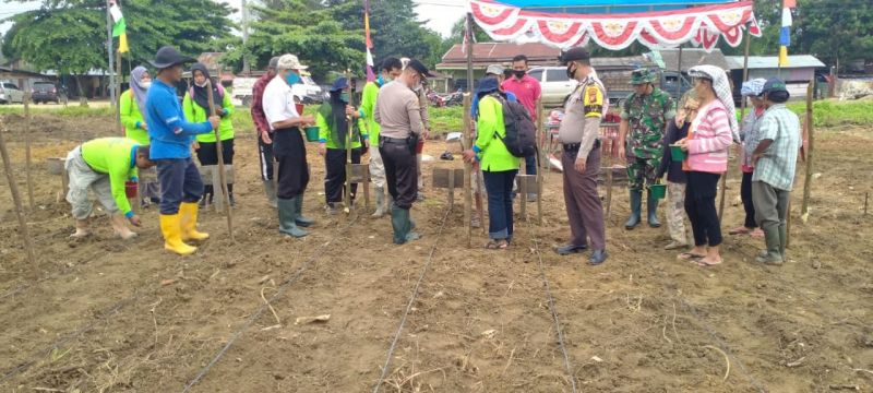 Tanam Jagung untuk Bantu Wujudkan Ketahanan Pangan
