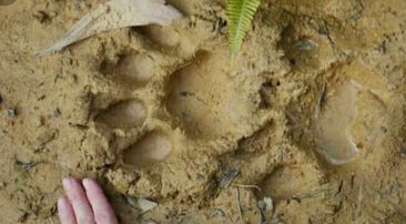 Harimau Kembali Meneror Warga Bengkalis, Kali Ini di Melibur