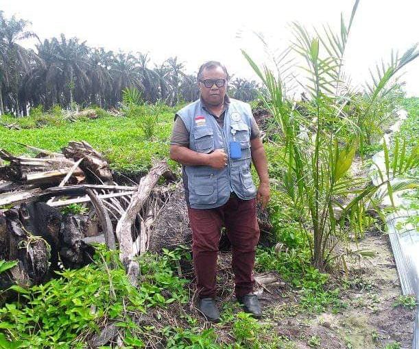 Capaian Peremajaan Sawit Masih Lesu, Ini Saran untuk BPDPKS