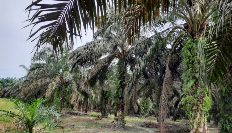 Ada 54 Perusahaan Sawit di Sumbar, hanya 14 Pengelola CPO