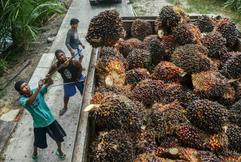 Aneh, Larangan Ekspor Belum Jalan, Harga Sawit Malah Terjun Bebas