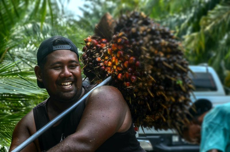 Ekspor CPO Dilarang, Fasiltas Industri Hilir Dalam Negeri Sudah Siap?