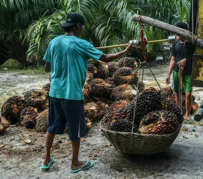 Apkasindo Perjuangan: Jika Ekspor CPO Dihentikan, Rakyat Sengsara