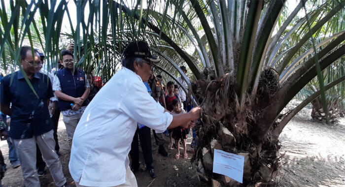 Banyak  Makan Biaya saat Kebun Sawit Diurus Pimpinan Kelompok