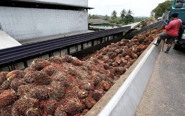 Toke dan Petani Sawit Swadaya di Daerah ini Hanya Bisa Meratap