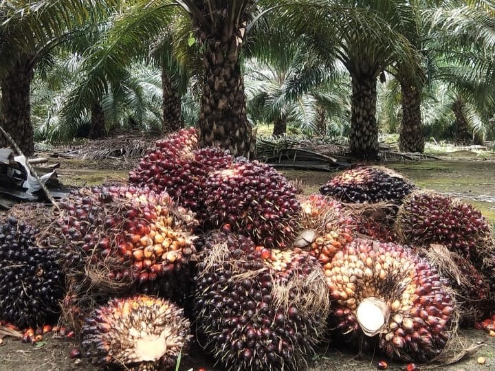 Harga Sawit Masih Melorot, Petani Berharap Ada Sanksi