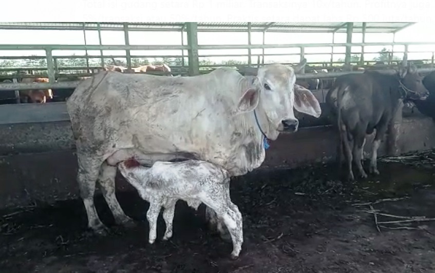 Penyakit Hewan Paling Berbahaya Ini Muncul Lagi, KPP Sodorkan 5 Langkah Antisipasi