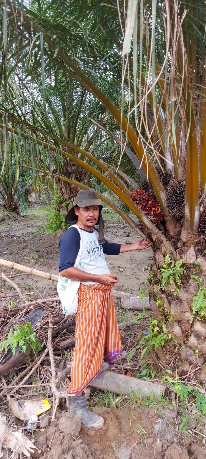 Ini Siasat Petani Sawit Saat Harga TBS Anjlok