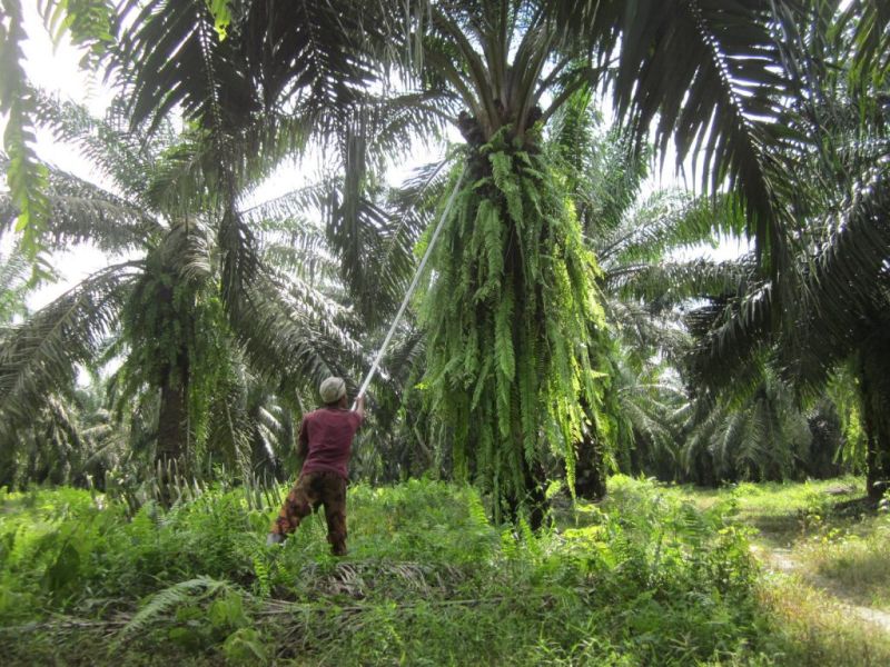 Ini Permintaan Koalisi Buruh Sawit ke Pemerintah