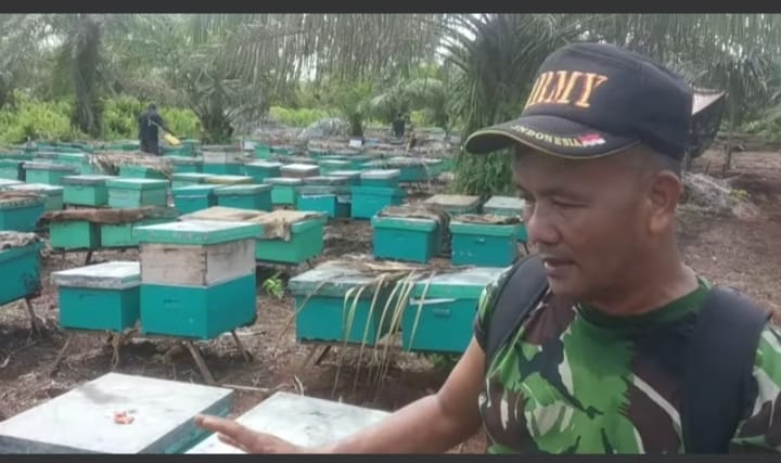 Beternak Lebah di Kebun Sawit, Panen Perdana Memuaskan