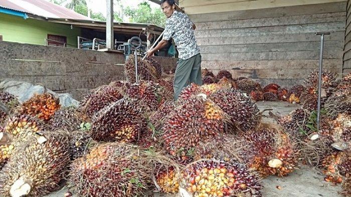 Gedebuk ... Harga Resmi TBS di Provinsi ini Jatuh