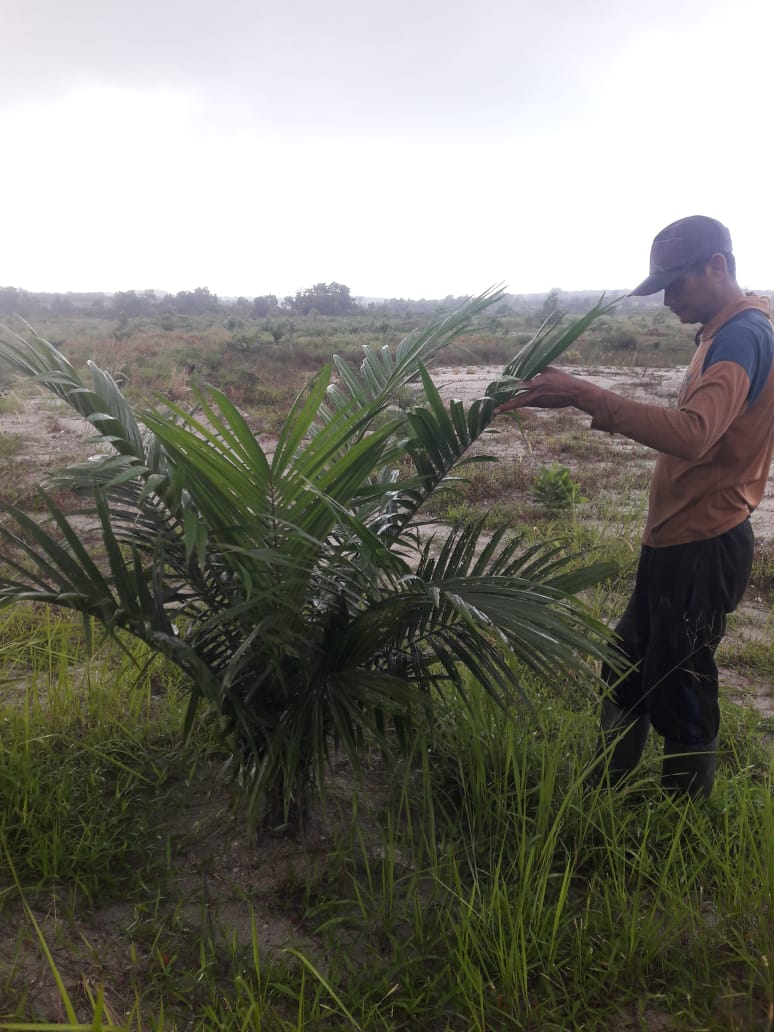Petani Sawit ini Mampu Taklukan Lahan Bekas Tambang
