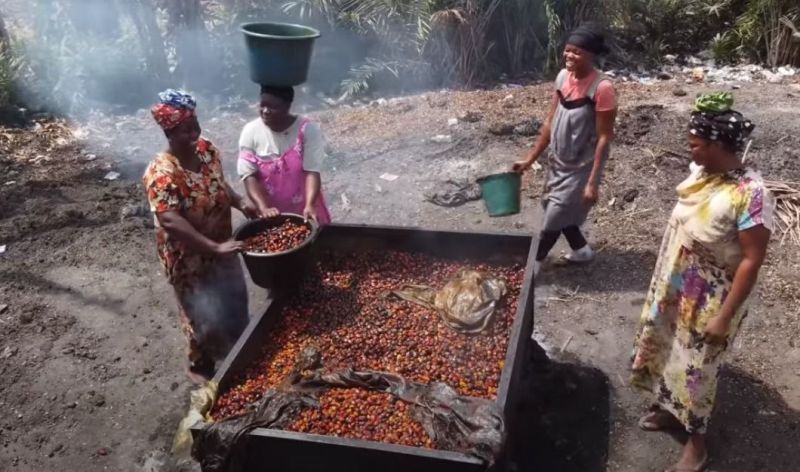 TBS Petani Ditolak dan Harganya Hancur, Ini Saran Akademisi