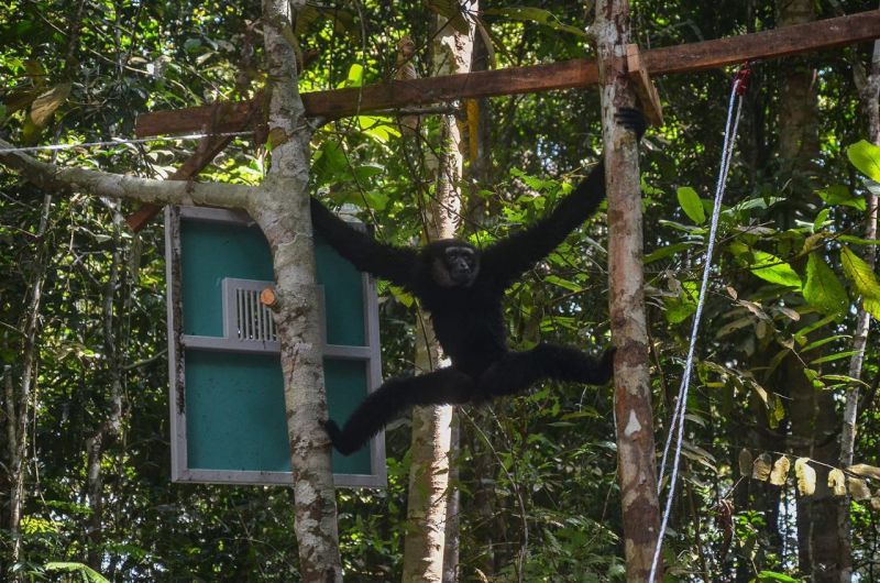 Sepasang Owa Ungko Dilepaskan Kembali ke Habitatnya