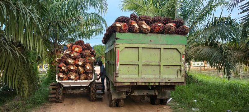 BEP Sawit Rp 600/Kg Dinilai Tidak Realistis