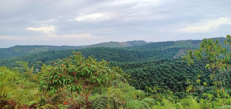 Tim Verifikasi KLHK Diam-diam Datangi Daerah ini, Ada Apa?