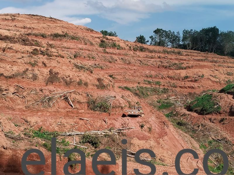 Perusahaan ini Tumbang Karetnya Meski Belum Dapat Izin Tanam Sawit