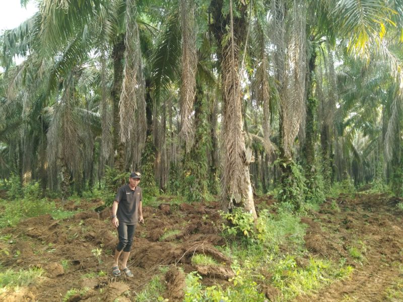 Perusahaan ini Leluasa Panen Sawit, Padahal IUP-nya Sudah Dicabut