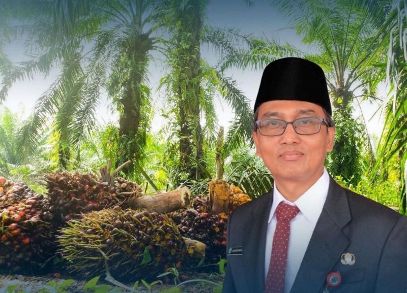 Mulai Sekarang, Harga TBS Daerah ini Diperbarui Sebulan Dua Kali