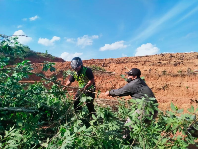 Belum Perbarui AMDAL, Perusahaan ini Tebangi Karet Mau Diganti Sawit