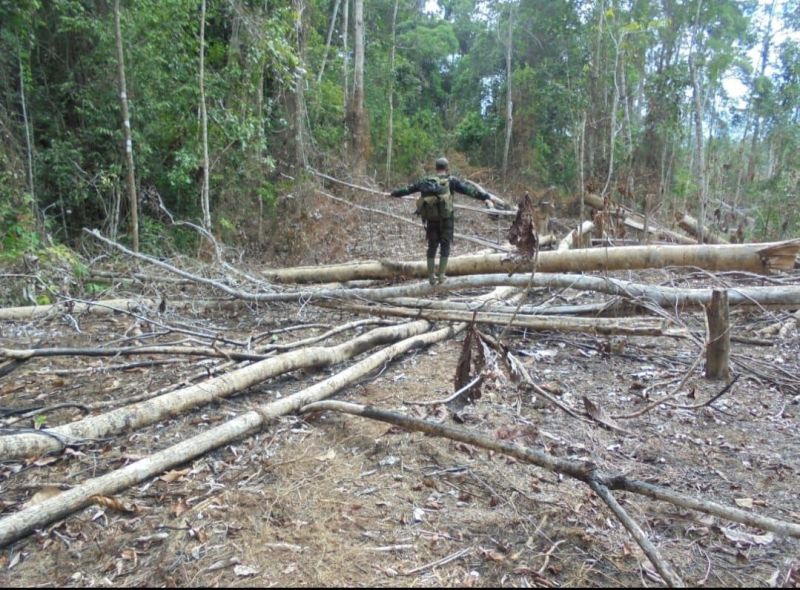 Hutan Bentang Alam Sebelat Makin Gundul