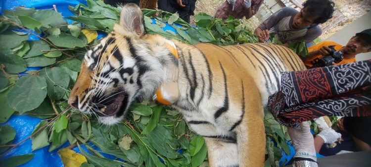 Hindari Perkawinan Sedarah, 2 Harimau Dilepaskan ke Hutan