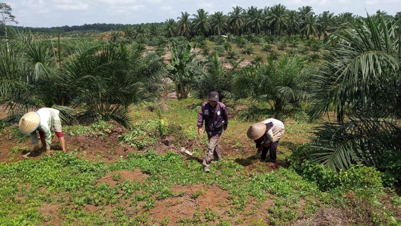 Kalau Harga TBS Tak Berubah, Petani Mau Lumpuhkan Jalinsum