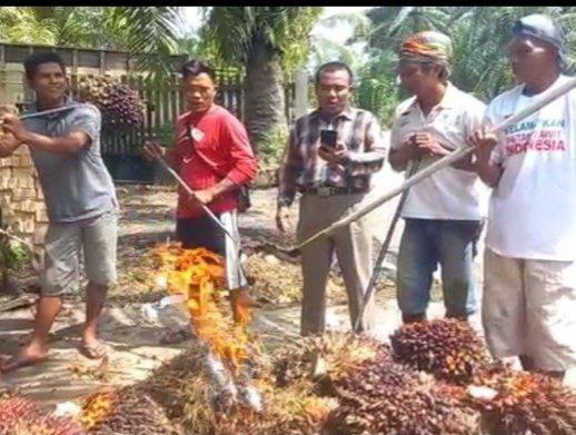 Harga TBS Makin Anjlok, APKASINDO: Copot Mendag Lutfi!