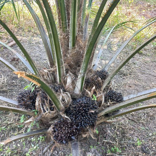 BNI Siapkan KUR Untuk Petani Sawit Rakyat Bengkulu