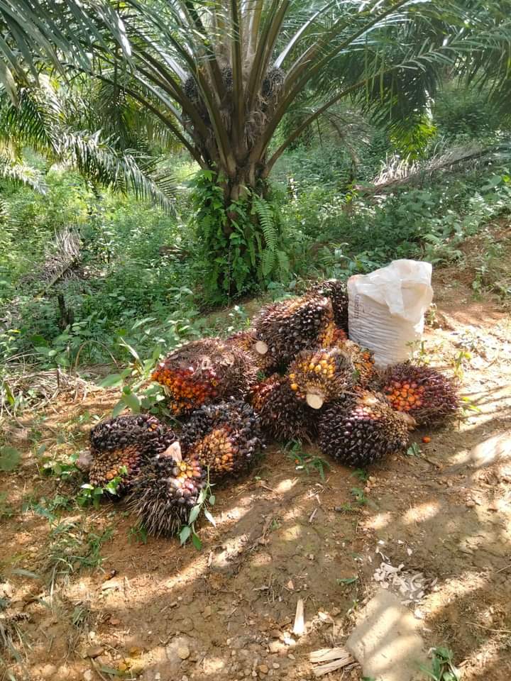 Harga TBS Jambi Naik Sedikit Setelah 3 Pekan Turun