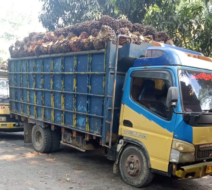 Murahnya Harga TBS Membuat Ekonomi Petani Hancur