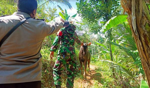 Tim Gabungan Bertemu Rusa Jinak Saat Patroli Karhutla