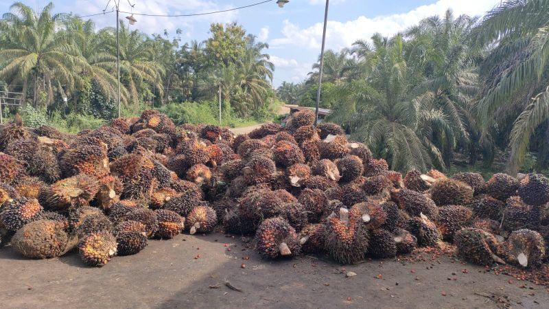 Menyedihkan, di Sumut Ada PKS Beli Sawit Rp 800/Kg