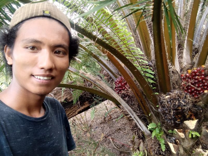 Harga TBS Hancur, Petani Sawit Minta Ampun