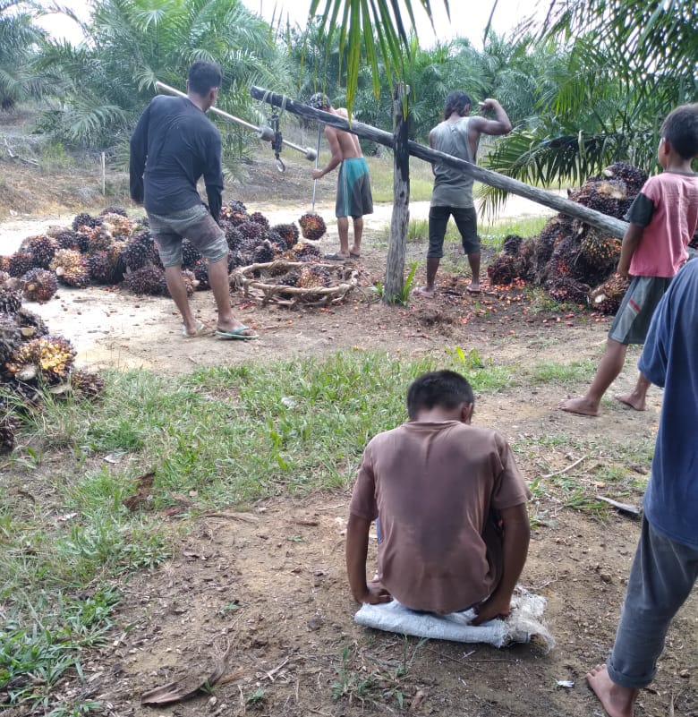 Ini Penyebab Ambrolnya Harga Sawit Riau